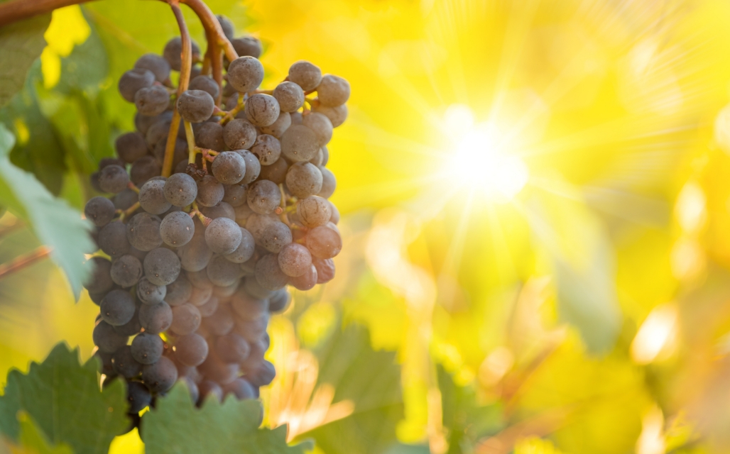 陽光に照らされる葡萄の写真